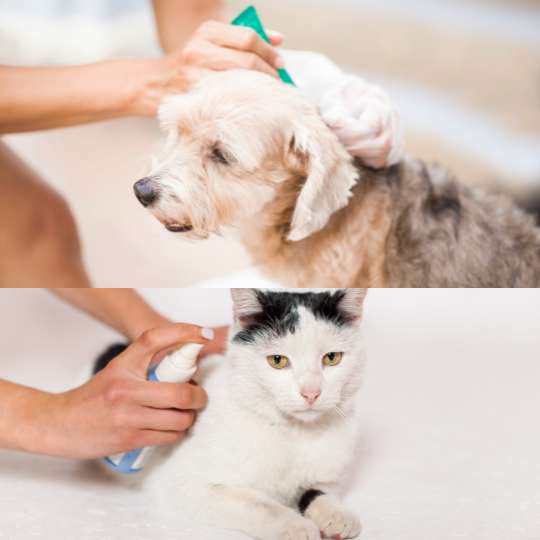 Flea and Tick Treatments for Your Pet