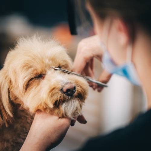 First Pet Grooming Visit at Pembroke Pines First Pet Grooming Visit at Pembroke Pines