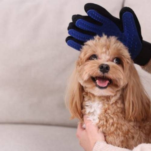 First Pet Grooming Visit First Pet Grooming Visit